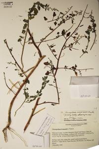 Herbarium Sheet of 